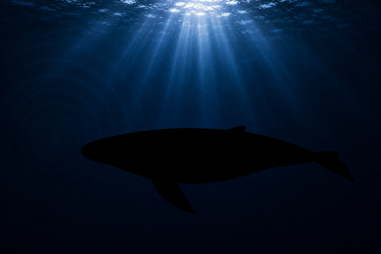 A dark whale silhouette moving through deep blue water beneath faint sonar rings